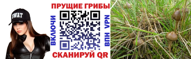 Псилоцибиновые грибы MAGIC MUSHROOMS Обь